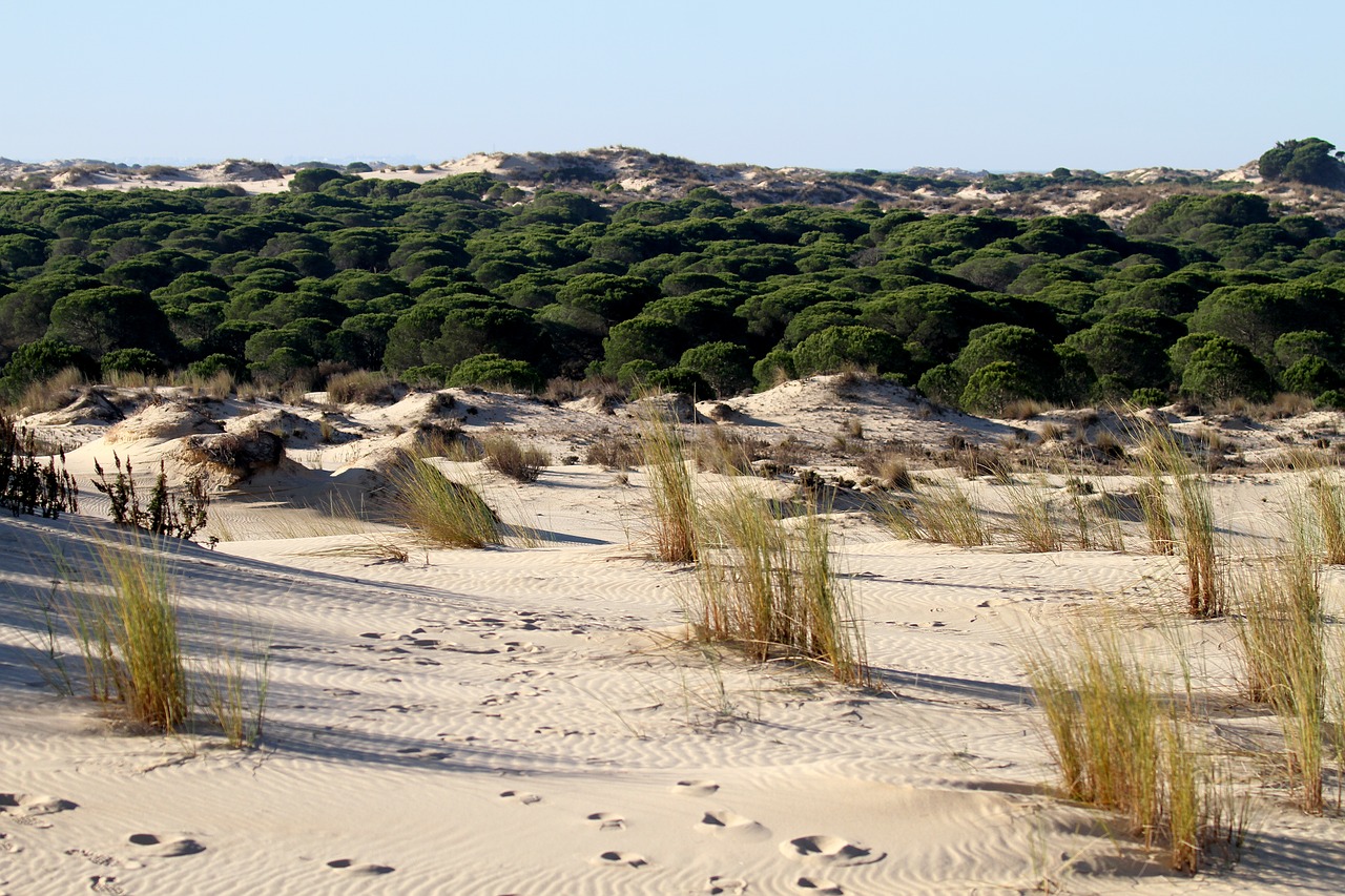 Parco Nazionale di Donana