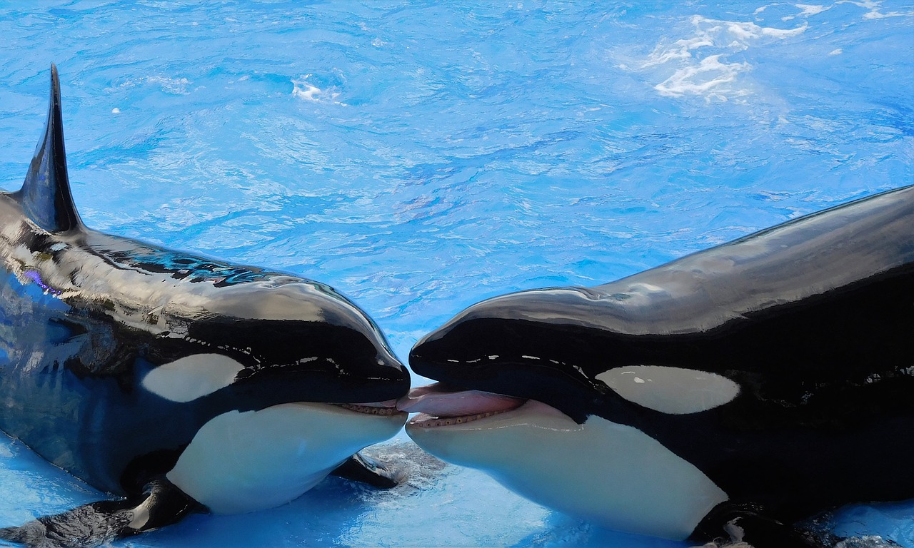 SeaWorld di Orlando, Orlando, Florida