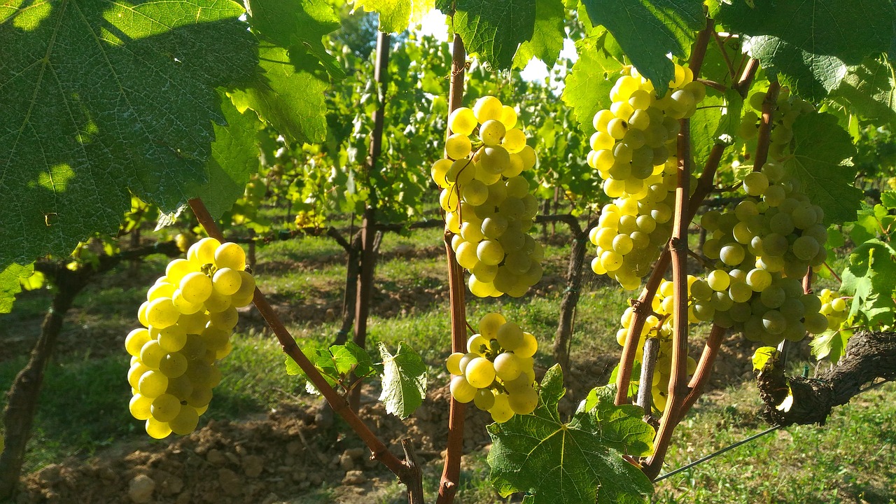 Cosa mangiare sul Lago d'Iseo