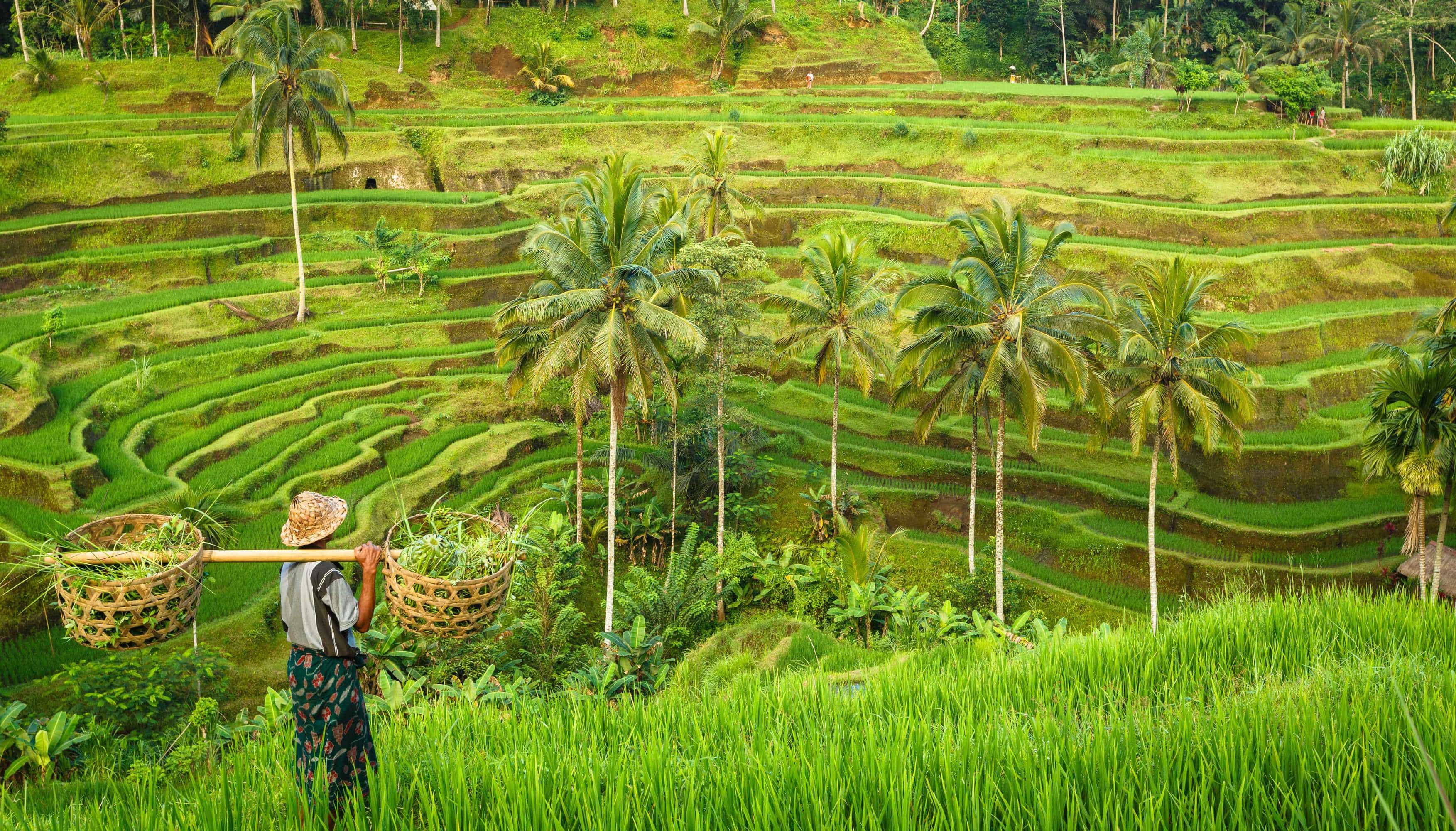 Risaie di Bali