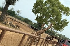 Giraffe allo Zoosafari di Fasano