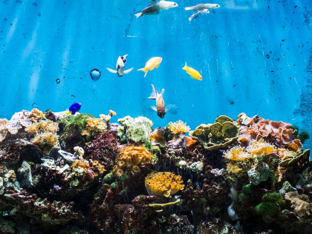 Marsa Alam Barriera Corallina