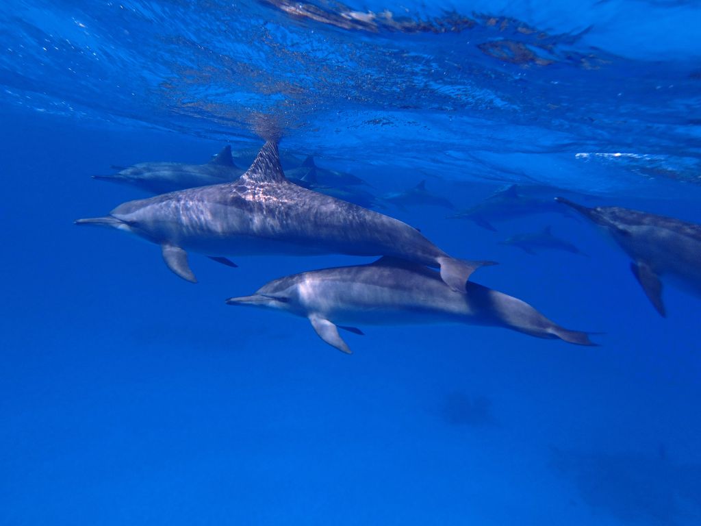 Marsa Alam Dolphin House